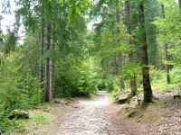 Concorso “Il Bosco, l’Uomo, la Biodiversità: convivenze e conoscenze tras-parenti”