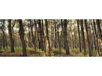 In arrivo contributi per macchine ed attrezzature forestali