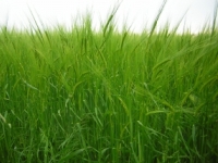 Scadenza dichiarazione MUD: 30 aprile 2010