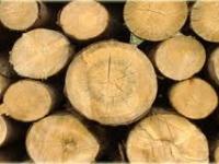 Vendita di legname Trentino di pregio