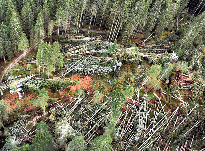 Nuove misure di sostegno per l’utilizzo del legname schiantato o danneggiato dal bostrico