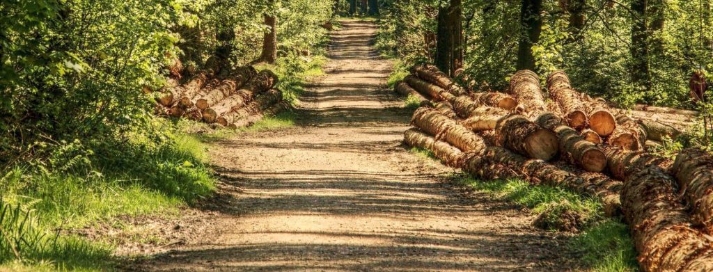 Webinar: EUTR e certificazioni forestali