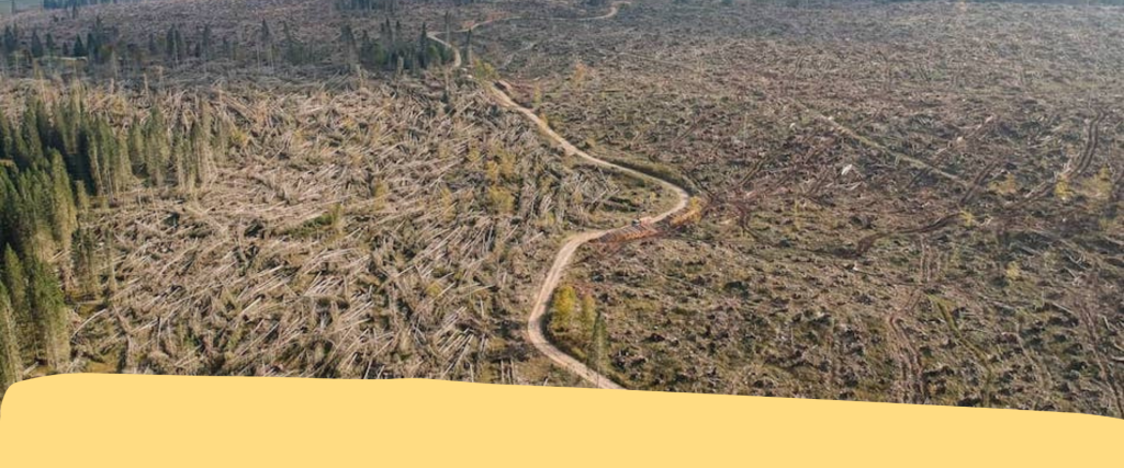 Riforestazione Vaia: la PAT cerca aziende entro il 30 agosto