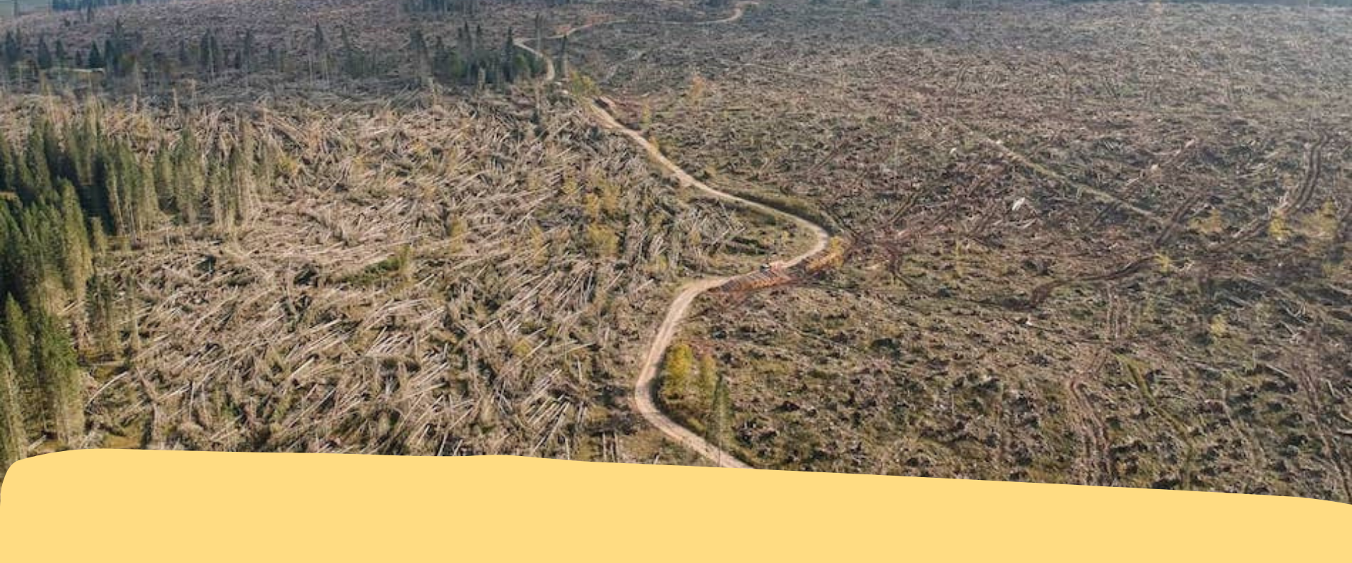 Riforestazione Vaia: la PAT cerca aziende entro il 30 agosto