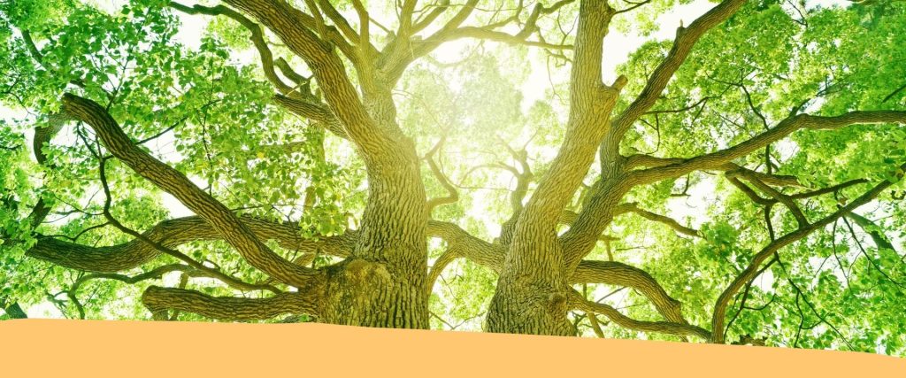 Webinar per giardinieri e paesaggisti sui CAM