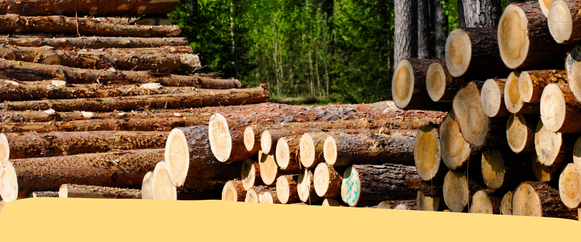 Ecco il Registro Nazionale Operatori EUTR