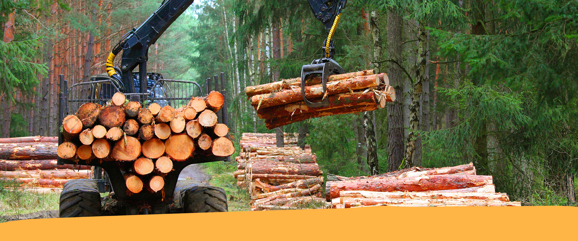 Meccanizzazione delle imprese forestali, nuovi incentivi dalla Provincia