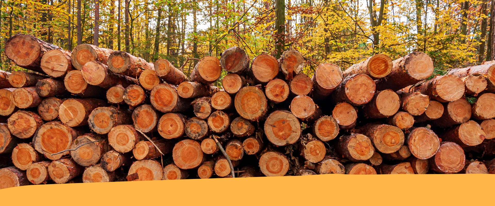 Le imprese boschive di fronte alle sfide del settore forestale