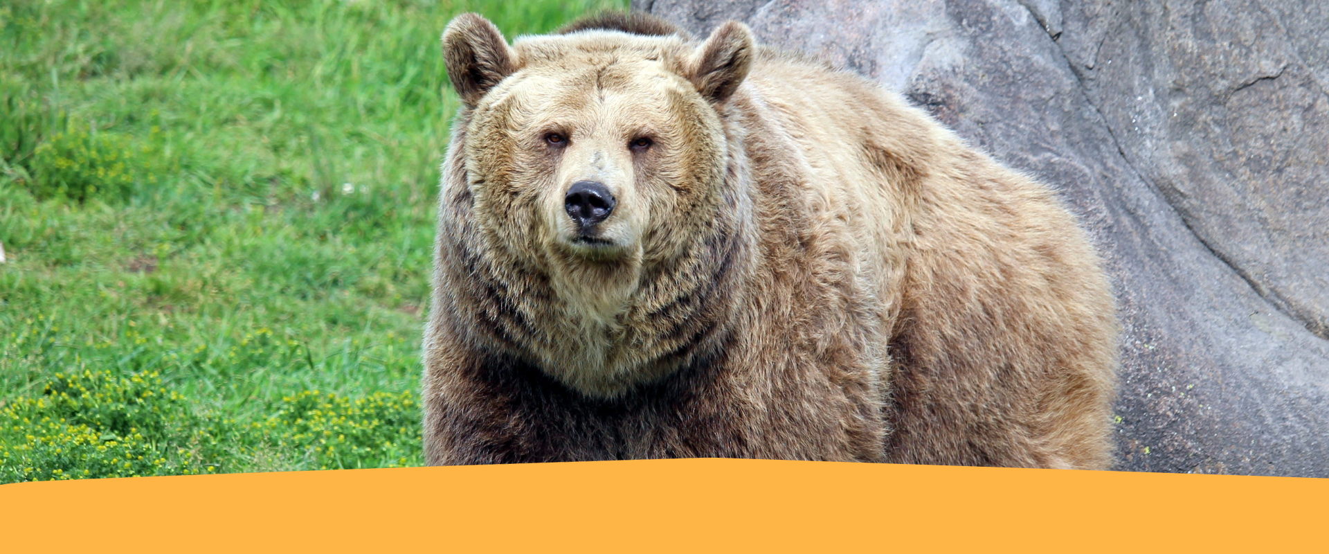 Orsi e grandi carnivori: come comportarsi in caso di incontro ravvicinato