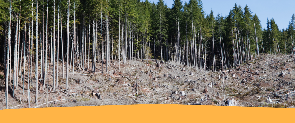 Regolamento EUDR – Deforestazione zero: seminario online il 21 maggio