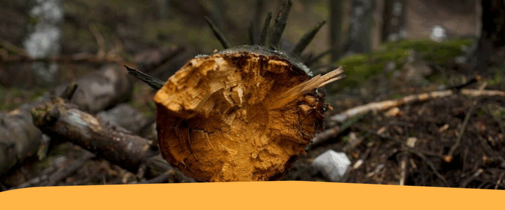 Rivisto – CLES – Commercio di legno: cosa sapere per essere in regola