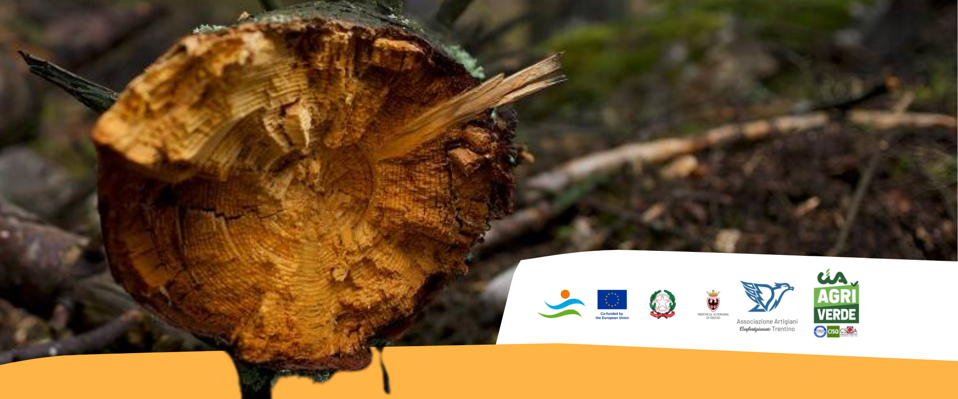 Commercio di legno: cosa sapere per essere in regola