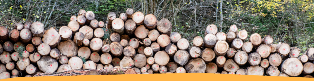 Dal bosco al mercato: sostenibilità e gli adempimenti per le imprese boschive